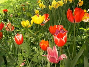 some red and yellow tulips